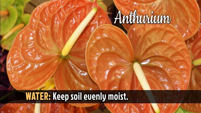 In My Garden (Anthurium) смотреть онлайн