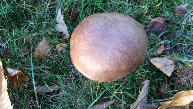 Brown Birch Bolete (Leccinum scabrum) - mushroom - November 2017 смотреть онлайн