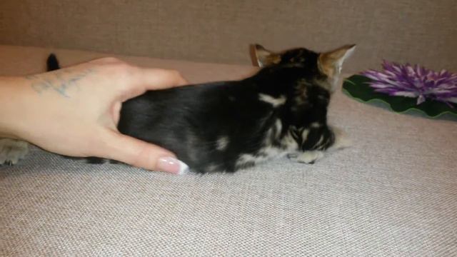 Продаётся шикарный бенгальский котик мраморного окраса @