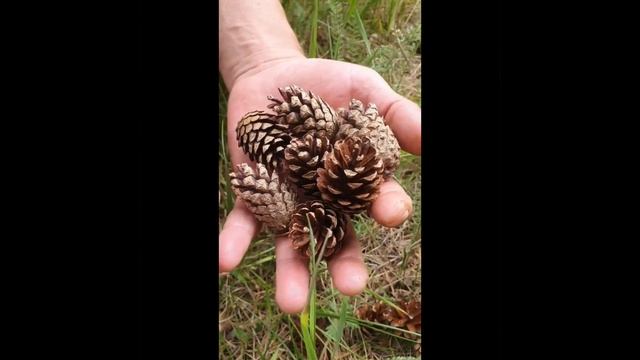 ШИШКА СОСНЫ ДЛЯ ЛАНДШАФТНОГО ДИЗАЙНА. смотреть онлайн