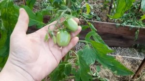 Томат Буян желтый, получился на удивление высокорослым.