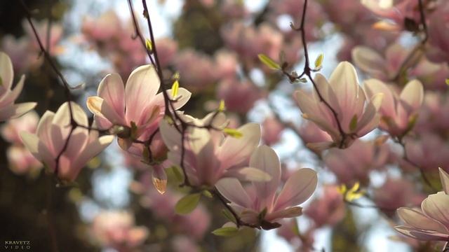 Ялта Магнолия Суланжа смотреть онлайн