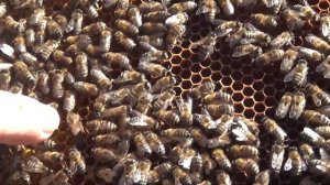 Что делать если весной, при осмотре пчел, обнаружили отсутствие матки?