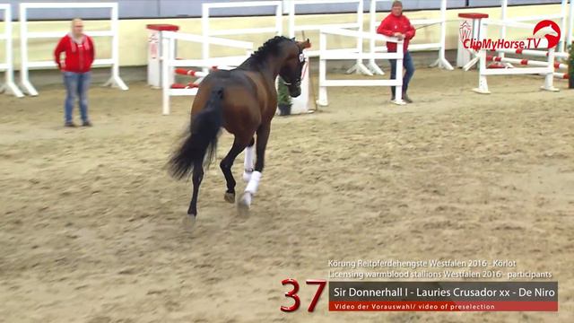 37 Sir Donnerhall I - Lauries Crusador xx - De Niro смотреть онлайн