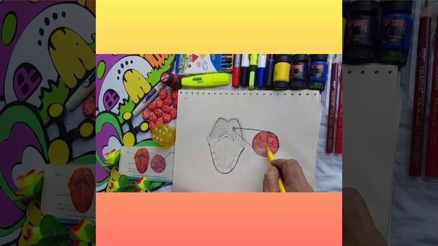 Draw the internal structure of tongue?/Draw the tongue and label it step by step ? смотреть онлайн