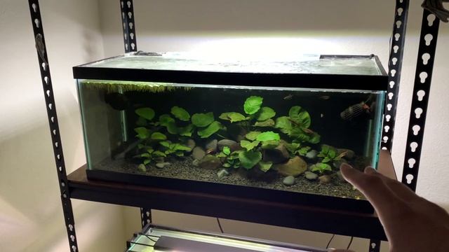 Does Anubias Nana or Java Fern Melt? (Some Tips to Minimize Melt) смотреть онлайн