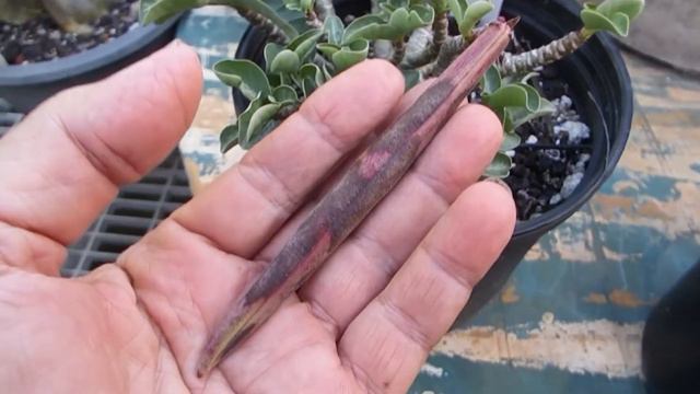 Adenium and Milkweek bug смотреть онлайн