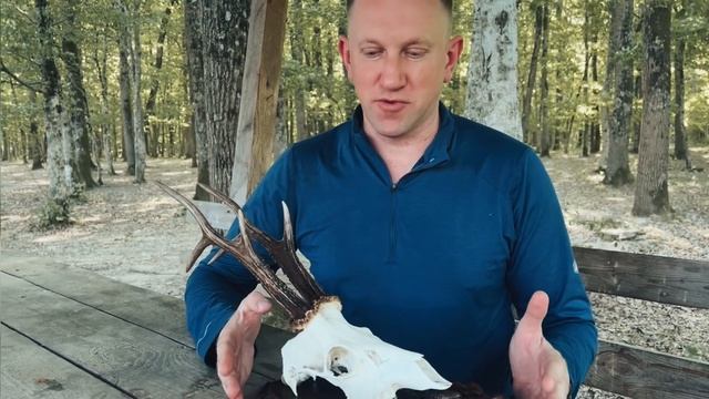 Охота на самца косули на Кубани смотреть онлайн