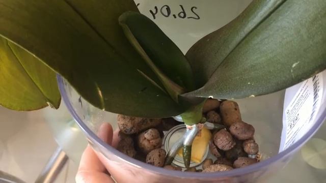 Орхидеи БЕЗ КОРНЕЙ. Успешно наращиваем корни. Результат за 1,5 месяца смотреть онлайн