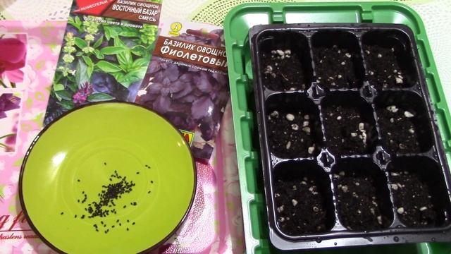 Чего не любит базилик? Как посеять базилик на рассаду? Тонкости выращивания для хорошего урожая!