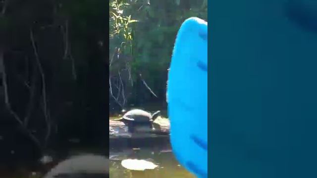 Болотная черепаха в Подмосковье.