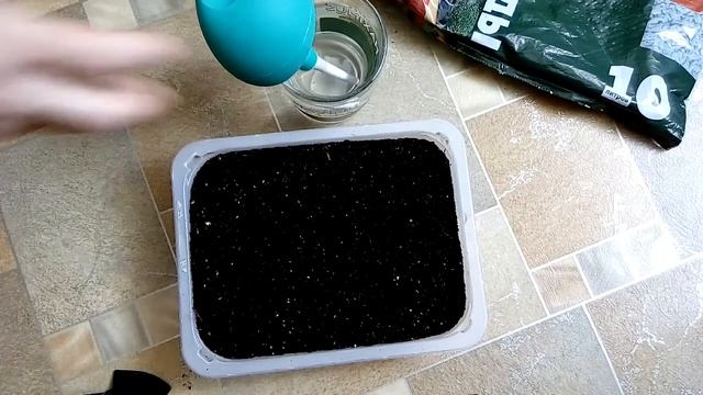 Сажаем цветы Виола Холодная осень - ознакомление смотреть онлайн