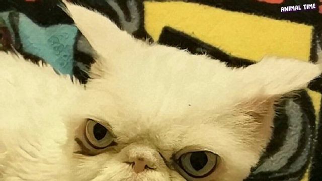 От тяжести шерсти он уже не мог ходить.. Никто не мог поверить своим глазам! смотреть онлайн
