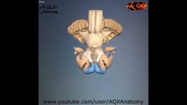 3D Анатомия человека - мозг. 3D Anatomy human - brain.