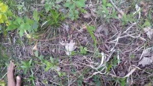 Сбор грибов в Крыму - весенние сморчки