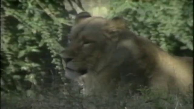 London Zoo 1991 смотреть онлайн