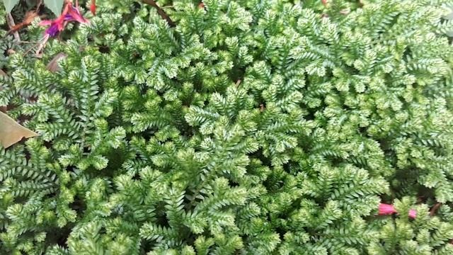Selaginella kraussiana – grow & care (Beautiful leaves) смотреть онлайн
