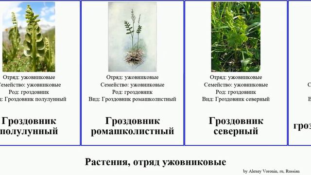 Растения, отряд ужовниковые гроздовник plants виргинский ромашколистный полулунный ланцетный смотреть онлайн