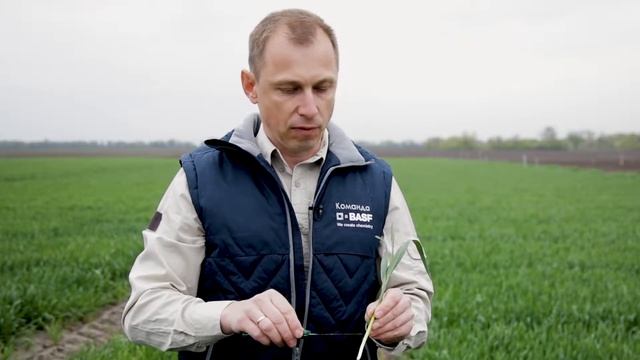 В какие фазы и какими дозами лучше работать регулятором роста? смотреть онлайн