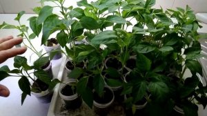 Срочно спасаем рассаду перцев. Оэдема (пупырышки) рассады перцев. //Oedema of pepper seedlings.//