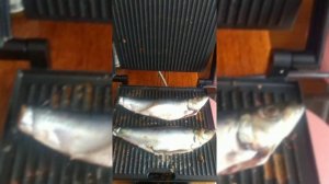 Селёдка гриль. Как приготовить рыбу гриль на электро гриле