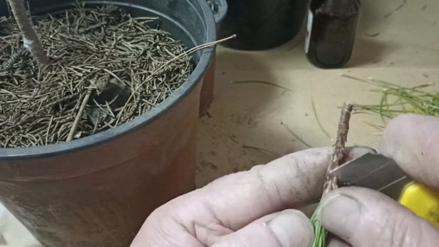 Щеплення хвойних зимою смотреть онлайн