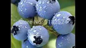 «Черника карликовая» семена из Китая