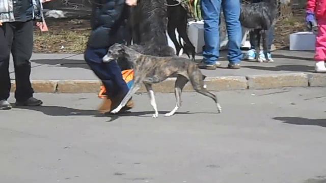 уиппет, весенний МООиР 2015 смотреть онлайн