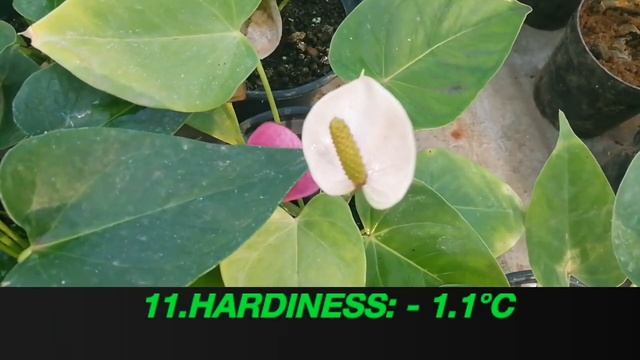 Anthurium andraeanum flowering plant смотреть онлайн