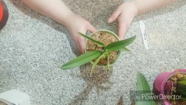 Как я поливаю камбрии????️?️?️ смотреть онлайн