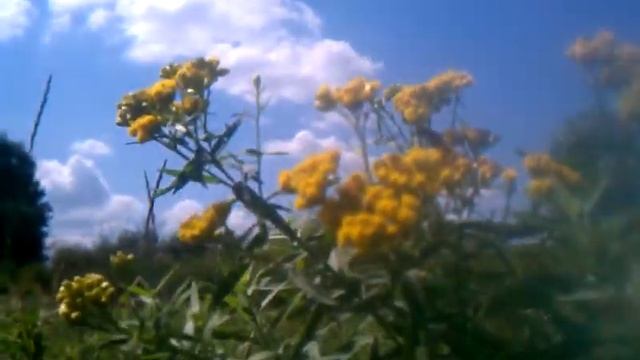 Canada Goldenrod (solidago canadensis) ID смотреть онлайн