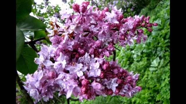 Сирени "Маршал Ланн","Русская песня","Дрезден чайна"-Обзор сортов.#сирень, #уходзасиренью, #обзор. смотреть онлайн