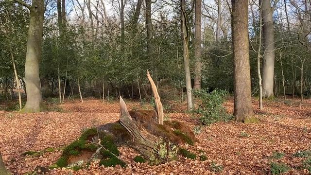 # 282 Виссел.Гелдерланд.Нидерланды/Wissel.Nederland смотреть онлайн