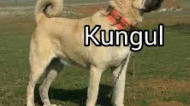 Top 5 najačih borbenih rasa pasa смотреть онлайн