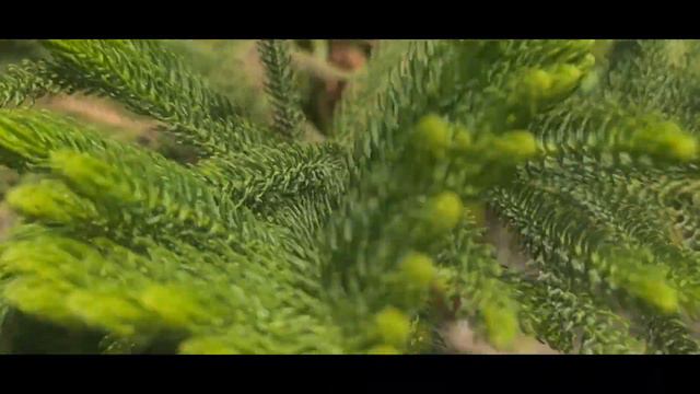 Surah Yaseen [Yasin] Episode 43 Daily Quran Tilawat смотреть онлайн