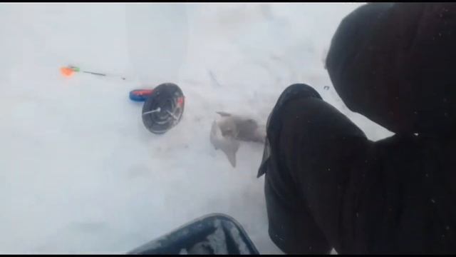 Рыбалка в Красногорске.BigCarp.Ловля форели. смотреть онлайн