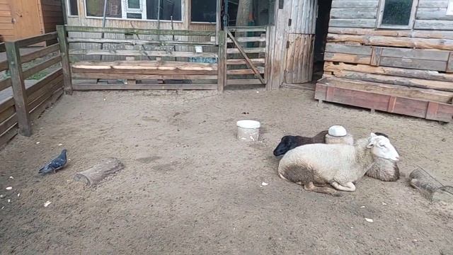 Орехово-Зуево. Мост с видом на реку Клязьму. Городской парк развлечений.