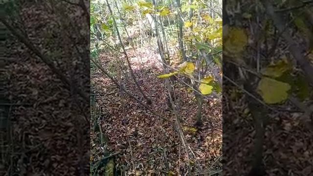 огромная поляна шампиньонов обыкновенных смотреть онлайн