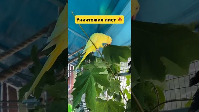 🦜Парк ПОПУГАЕВ «Какаду»#попугаи #parrots #паркпопугаев #отдых #еда #рек #рекомендации смотреть онлайн