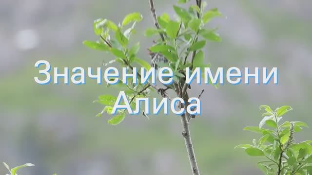 Значение имени Алиса. Толкование, судьба, характер смотреть онлайн