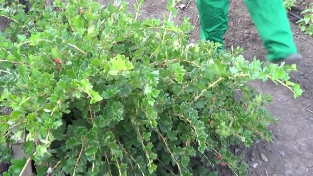 Урожай крыжовника после правильной обрезки смотреть онлайн