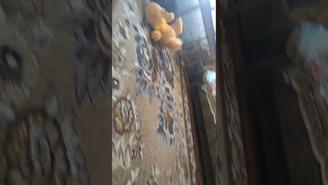 Французский Бульдог мучает медведя смотреть онлайн