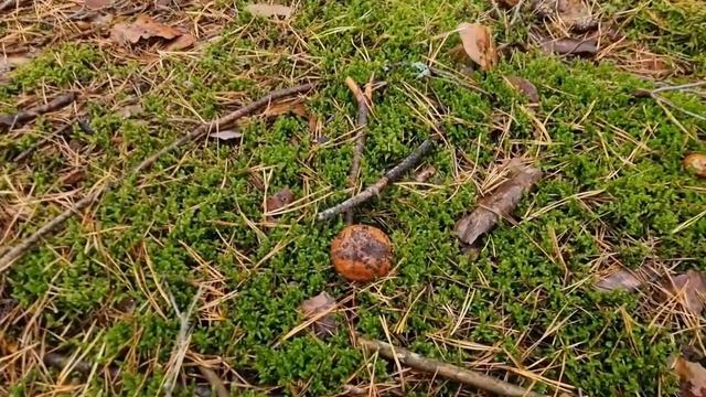 Чи знаєте ви, де і як ростуть польські гриби?/Сосновий український ліс смотреть онлайн