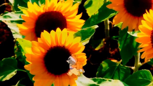 Иди за солнцем следом! смотреть онлайн