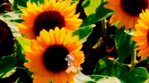 Иди за солнцем следом!