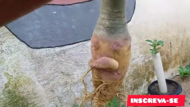 Replantando a Gigante Enrolada 🌱🌺 смотреть онлайн