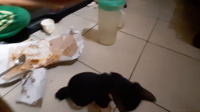 funny and cute cat #catlovers #viralcat #petshop #tv #viralvideo #viraltrend #videoviral #meowing смотреть онлайн