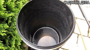 Борьба с одуванчиками на газоне | САДОВЫЕ ДЕЛА