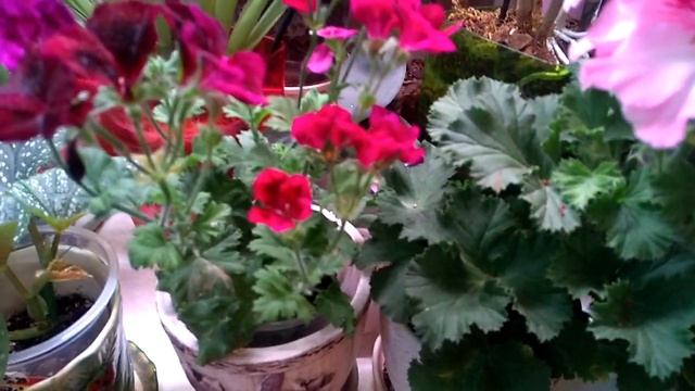 Другие цветы - не орхидеи . КОРОЛЕВСКИЕ ПЕЛАРГОНИИ. 14.06.20г. смотреть онлайн