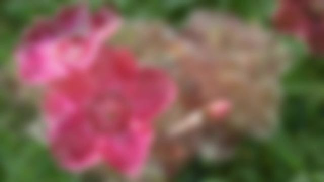 №6. Гвоздика / Carnation смотреть онлайн